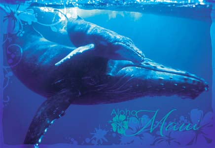 50-Pack Maui Postcards, Humpback Whales, 4x6