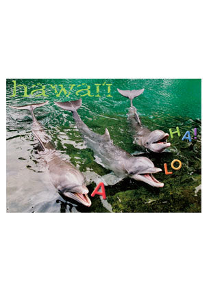 50-Pack Hawaii Generic Postcards Dolphin Greetings 4x6