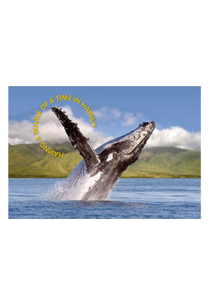 50-Pack Hawaii Generic Postcards Breaching Whale 4x6