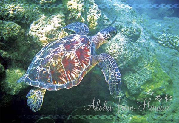50-Pack Hawaii Generic Postcards Honu Greetings 4x6