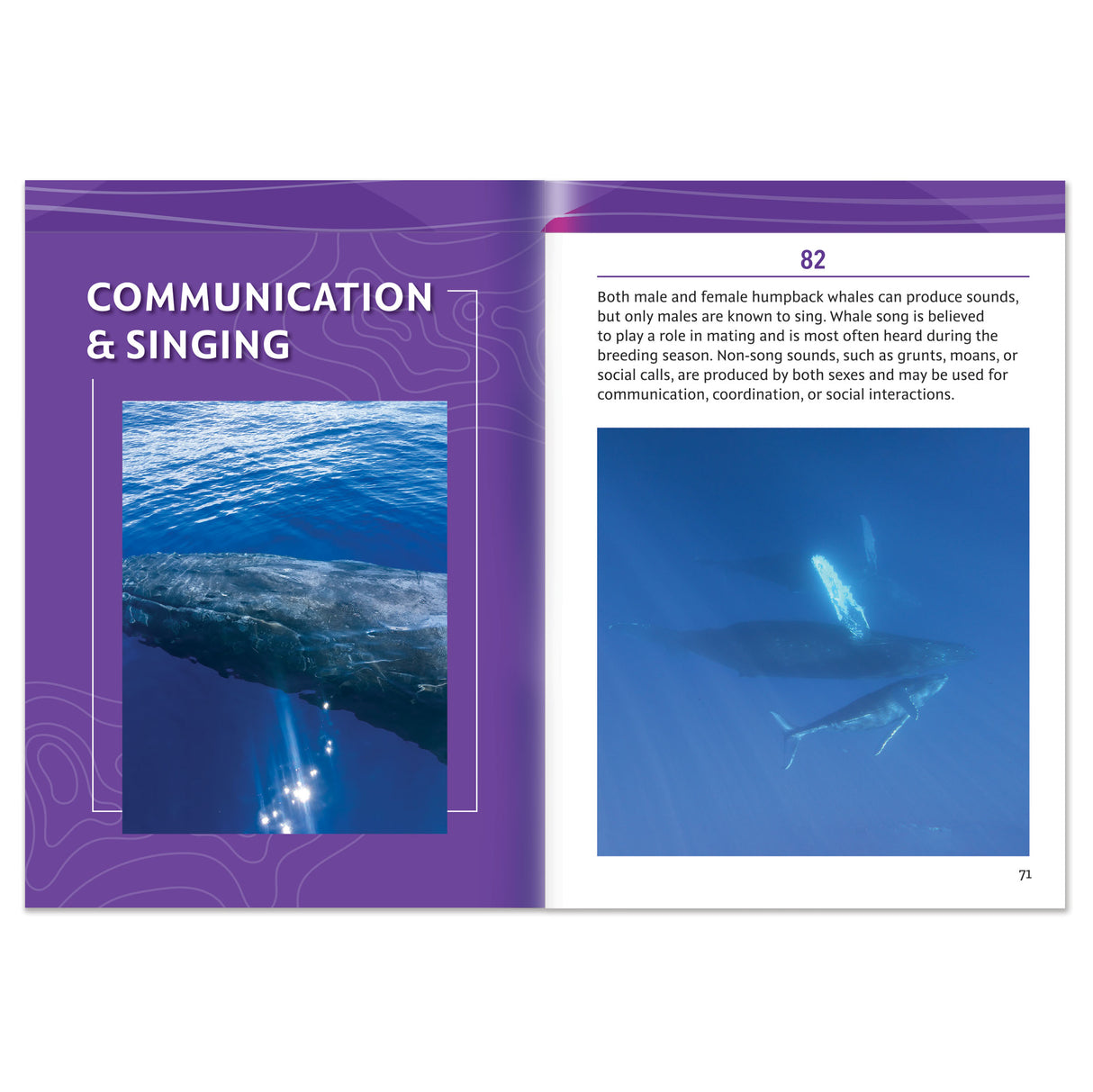 101 Facts About Humpback Whales
