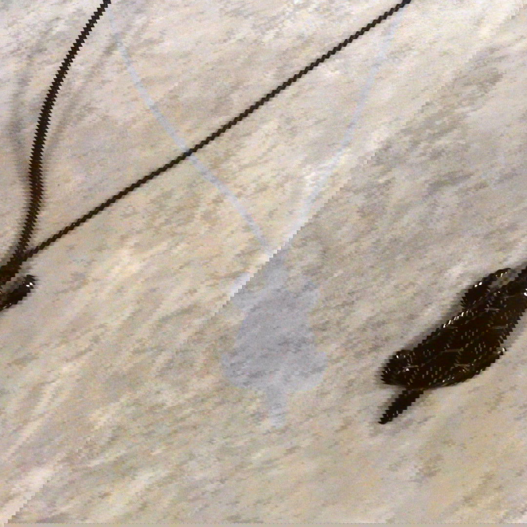 Adjustable necklace featuring a horn honu (sea turtle) pendant, showcasing a stylish design inspired by tropical marine life.