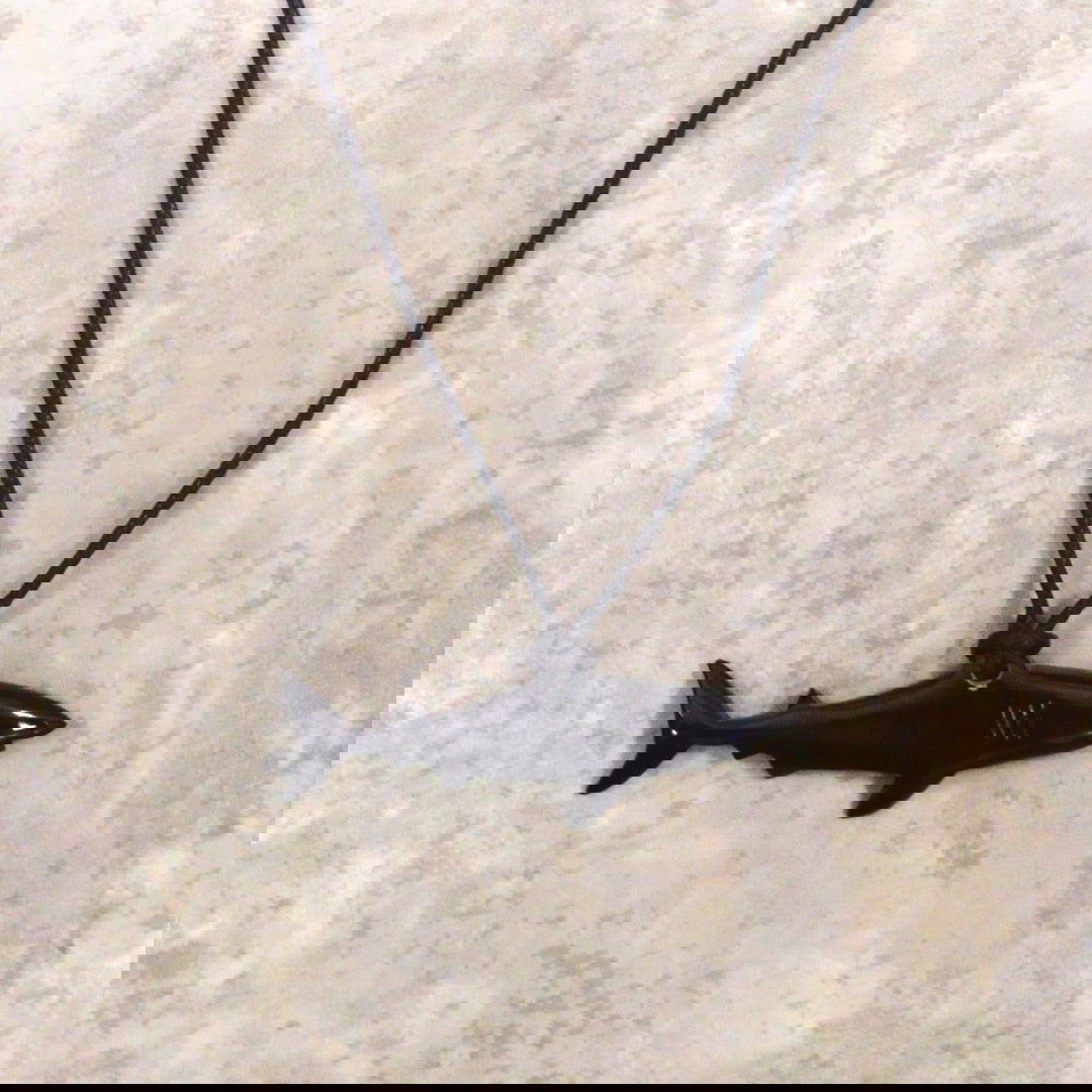 Adjustable necklace featuring a horn shark pendant, showcasing a unique and stylish design inspired by marine life.