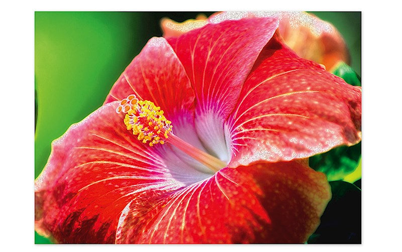 Greeting Card, Red Hibiscus, Ann Cecil