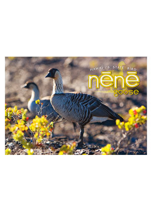 50-Pack Big Island Postcards, Nene Geese, 4x6