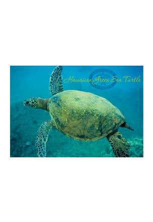 50-Pack Hawaii Generic Postcards Honu 4x6