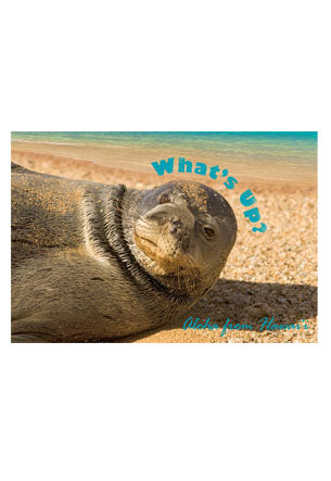 50-Pack Hawaii Generic Postcards Hawaiian Monk Seal 4x6