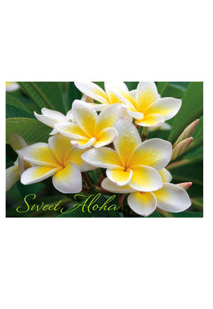 50-Pack Hawaii Generic Postcards Yellow Plumeria 4x6