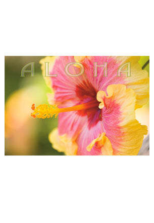 50-Pack Hawaii Generic Postcards Hibiscus 4x6