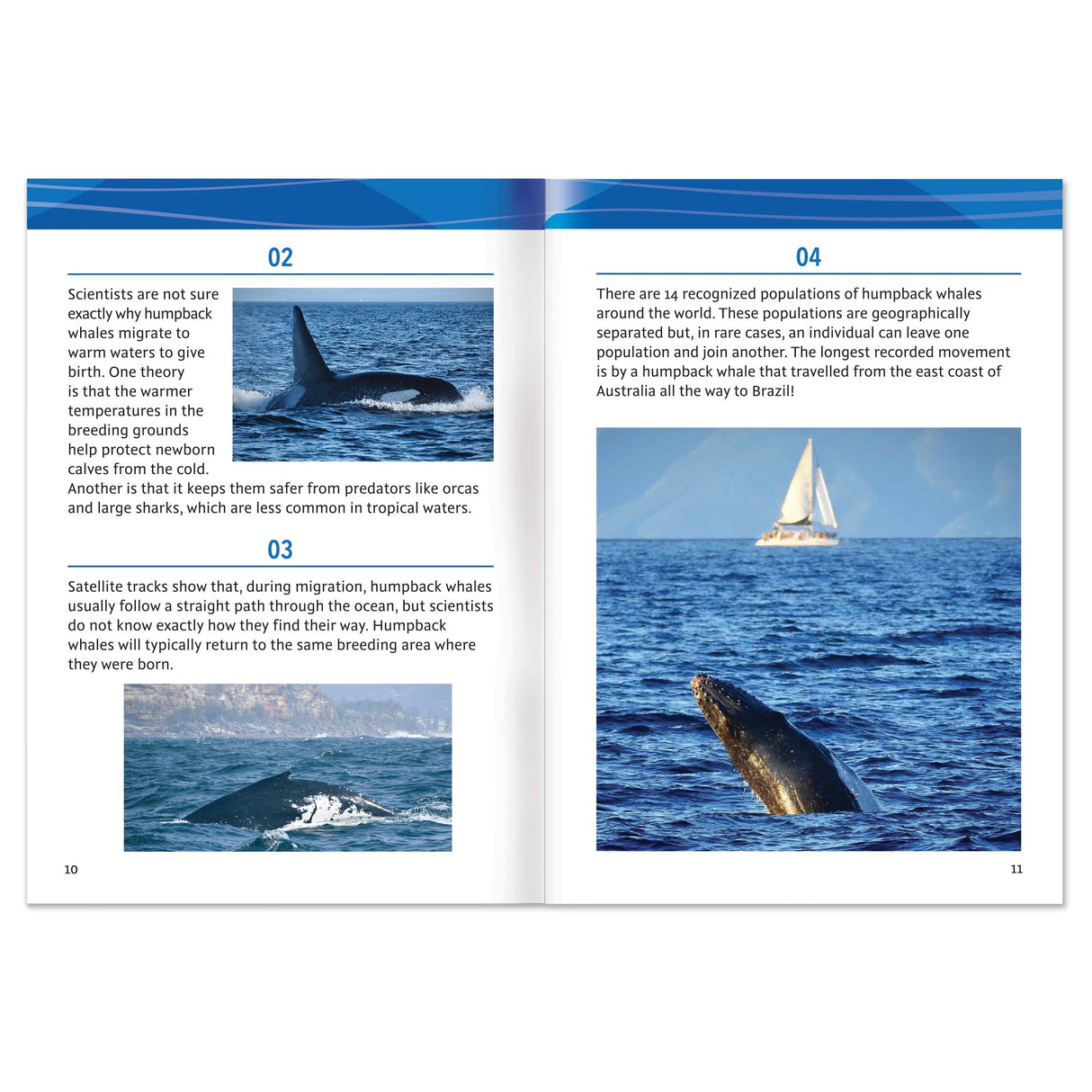 101 Facts About Humpback Whales