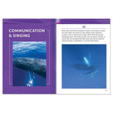 101 Facts About Humpback Whales