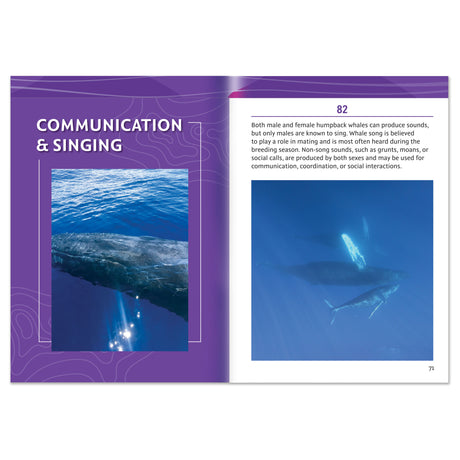101 Facts About Humpback Whales