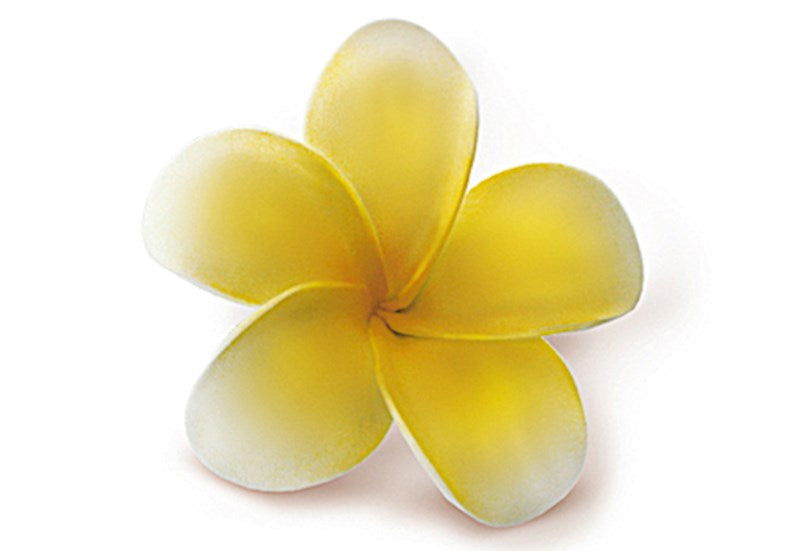 Foam Single Plumeria Clip, Yellow w/ White Edges  