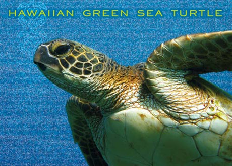 Hawaiian green sea turtle underwater with blue background